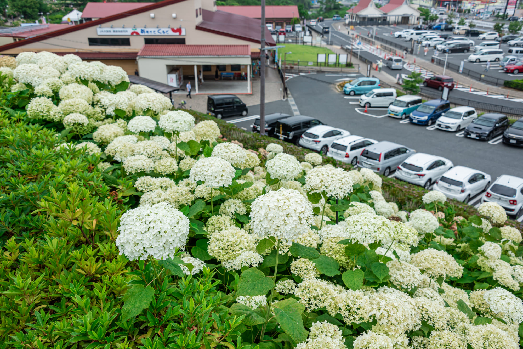 建物に隣接する紫陽花